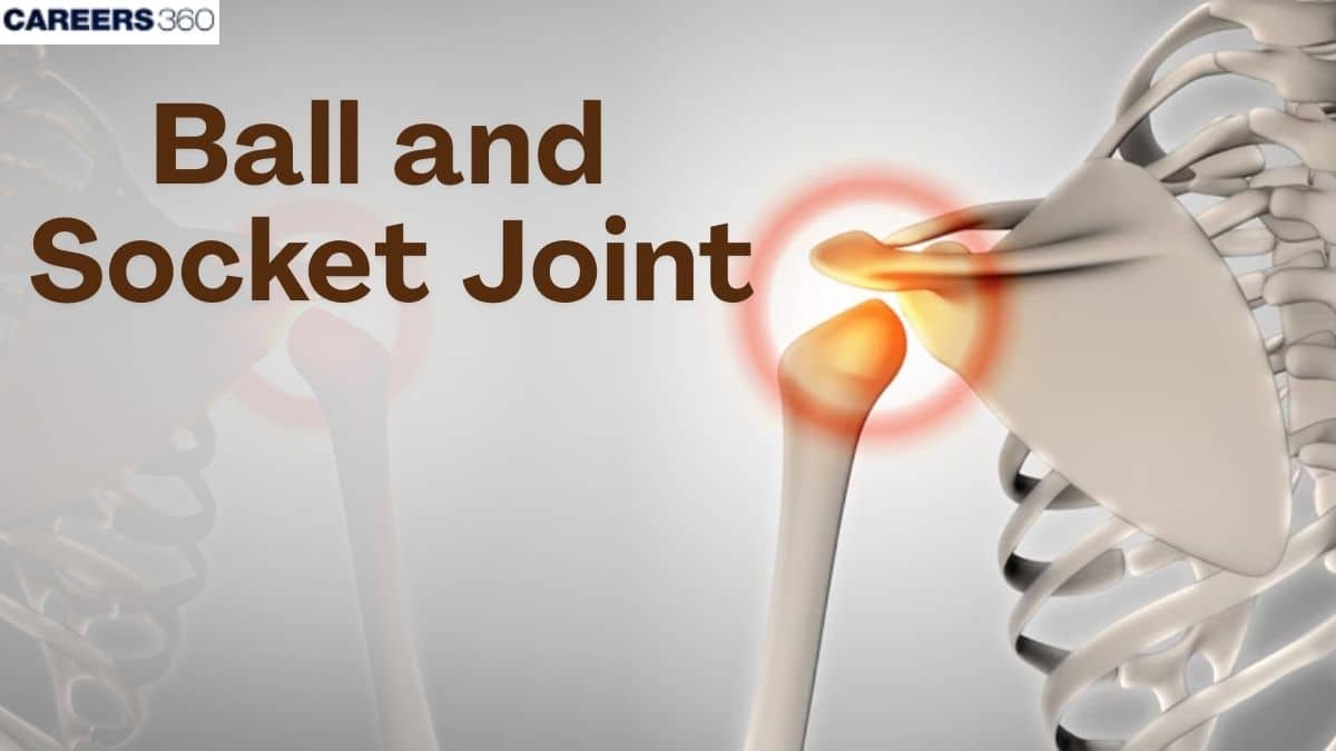 Ball and Socket Joint: Movement, Examples & Function